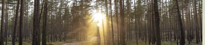 Sunshine through the trees onto pathway