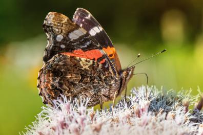 Butterfly red admiral.jpg